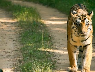 Kanha National Park